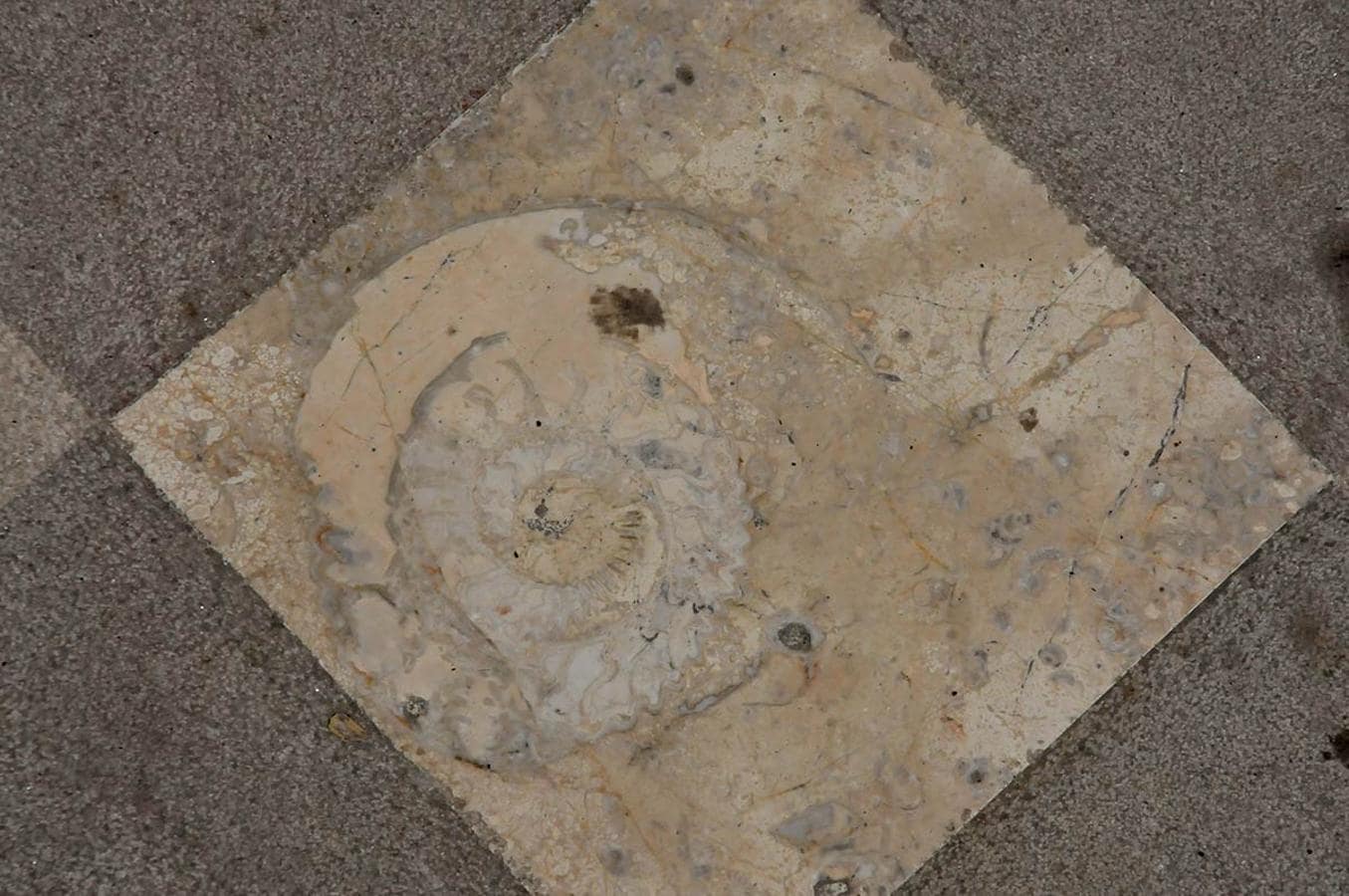 Ammonites en una loseta de Reyes Católicos, junto a la puerta de HM. Desde Puerta Real a la Catedral, un recorrido para descubrir la evolución de la Tierra, un paseo de la mano de paleontólogos de la UGR