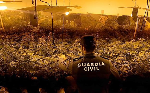 Una de las plantaciones encontadas por la Guardia Civil. 