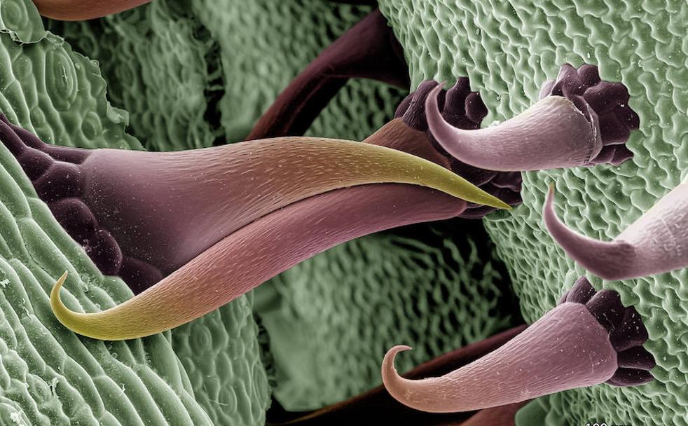 Imagen de los acúleos de un azotalenguas realizada en el CIC y que ha obteniendo el premio Fotciencia.