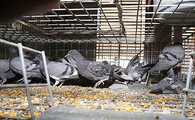 Robó 20 palomas en Granada y ahora puede ir cuatro años a la cárcel