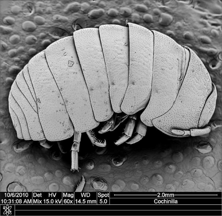 Armadillium cochinilla