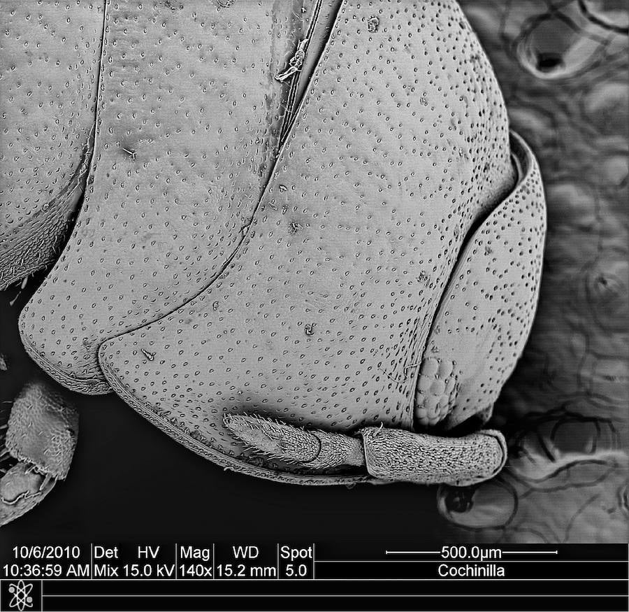 Armadillium cochinilla (detalle)