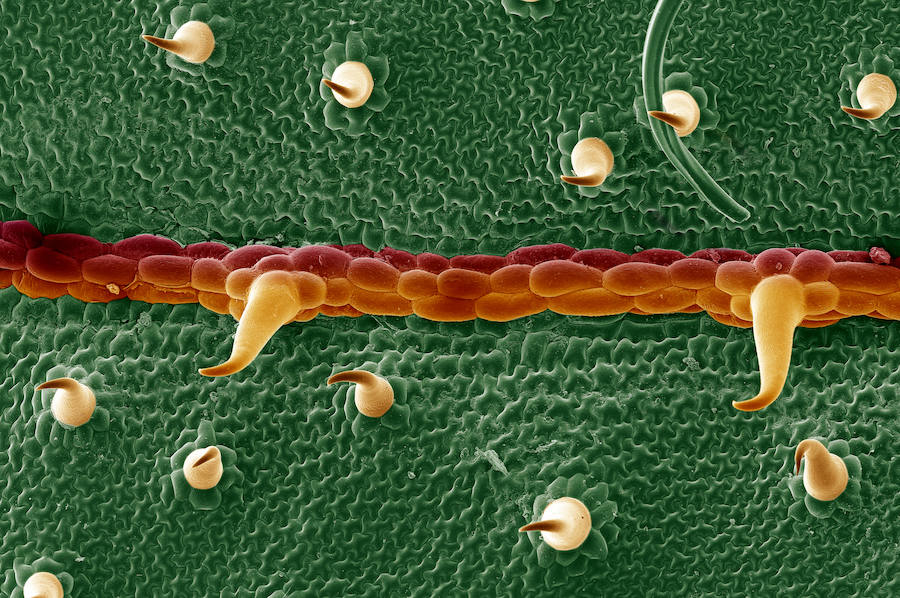 Detalle de hoja de Galium