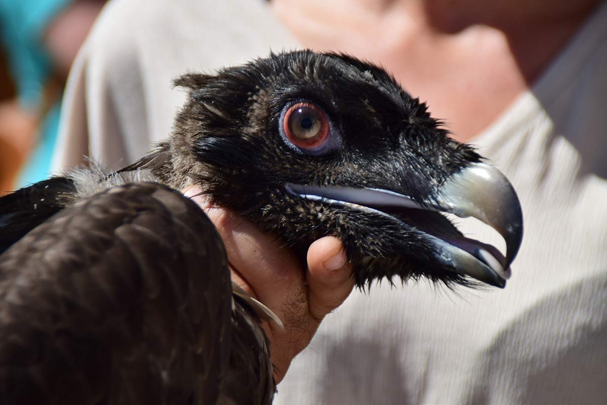 Una de las dos hembras juveniles de quebrantahuesos liberadas en la sierra de Castril