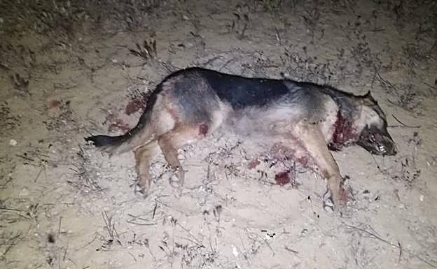 Cuerpo sin vida de la hembra de pastor alemán tras los disparos. 