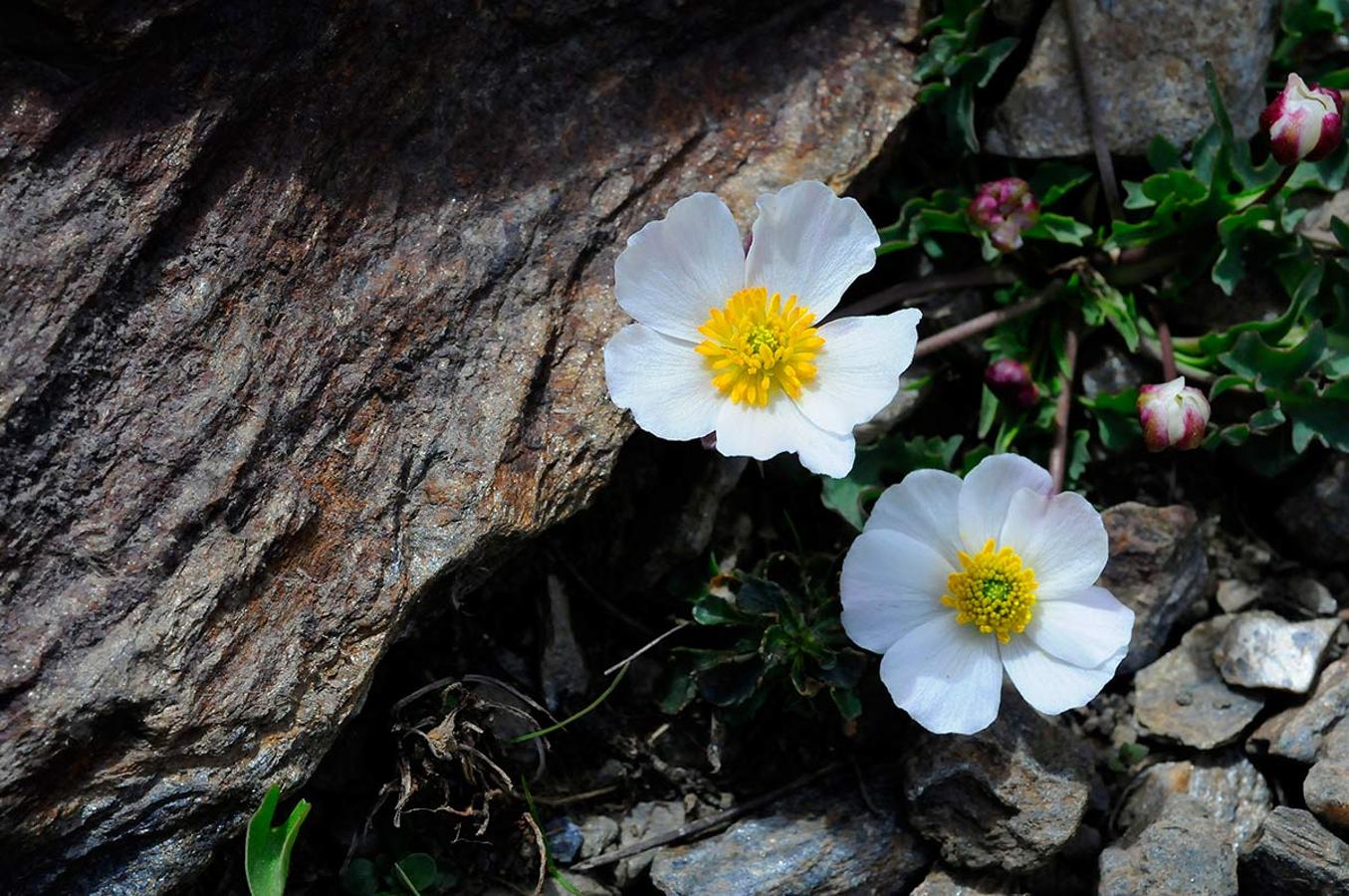 Una de las joyas de la sierra, Ranunculus acetosellifolius, llamado ranillo de la sierra. Casi tres meses después que en el resto de la provincia de Granada, la primavera se abre paso en las altas cumbres, un periodo efímero en el que crecen las joyas botánicas nevadenses