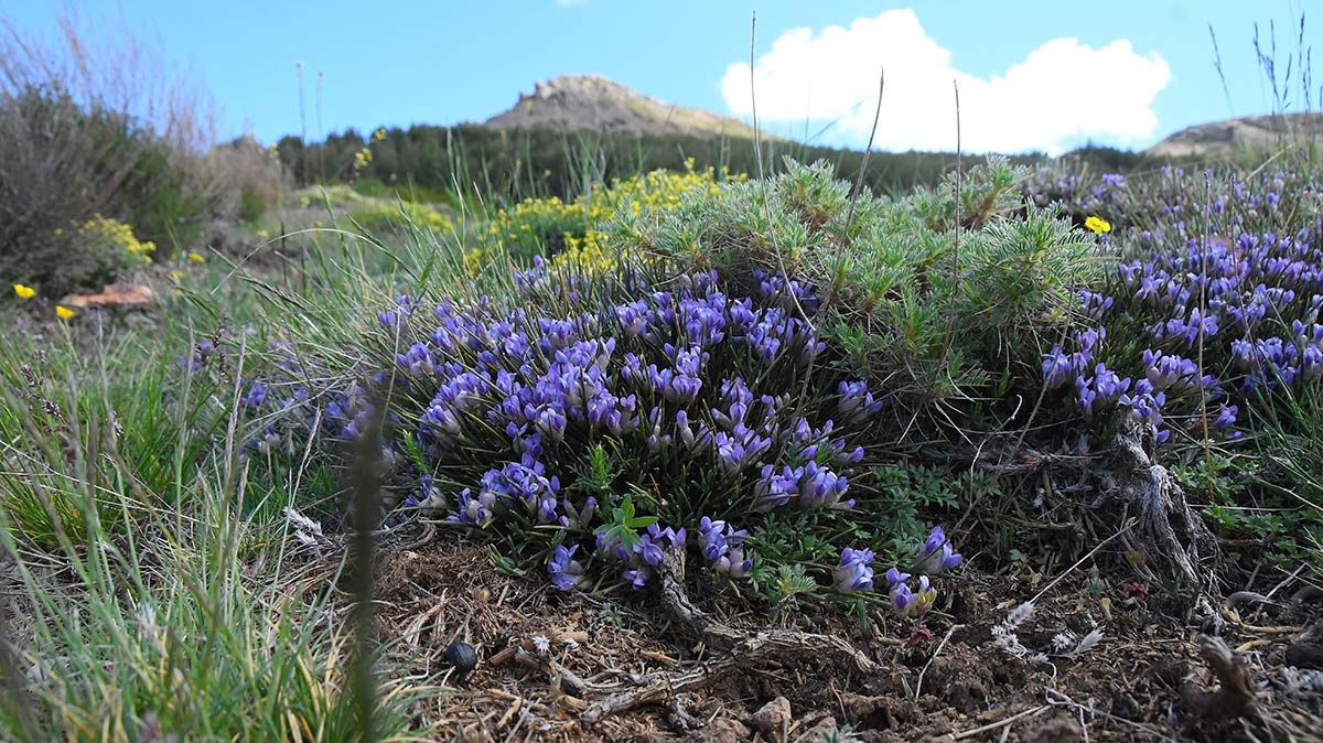 Piorno azul junto al Dornajo. Casi tres meses después que en el resto de la provincia de Granada, la primavera se abre paso en las altas cumbres, un periodo efímero en el que crecen las joyas botánicas nevadenses