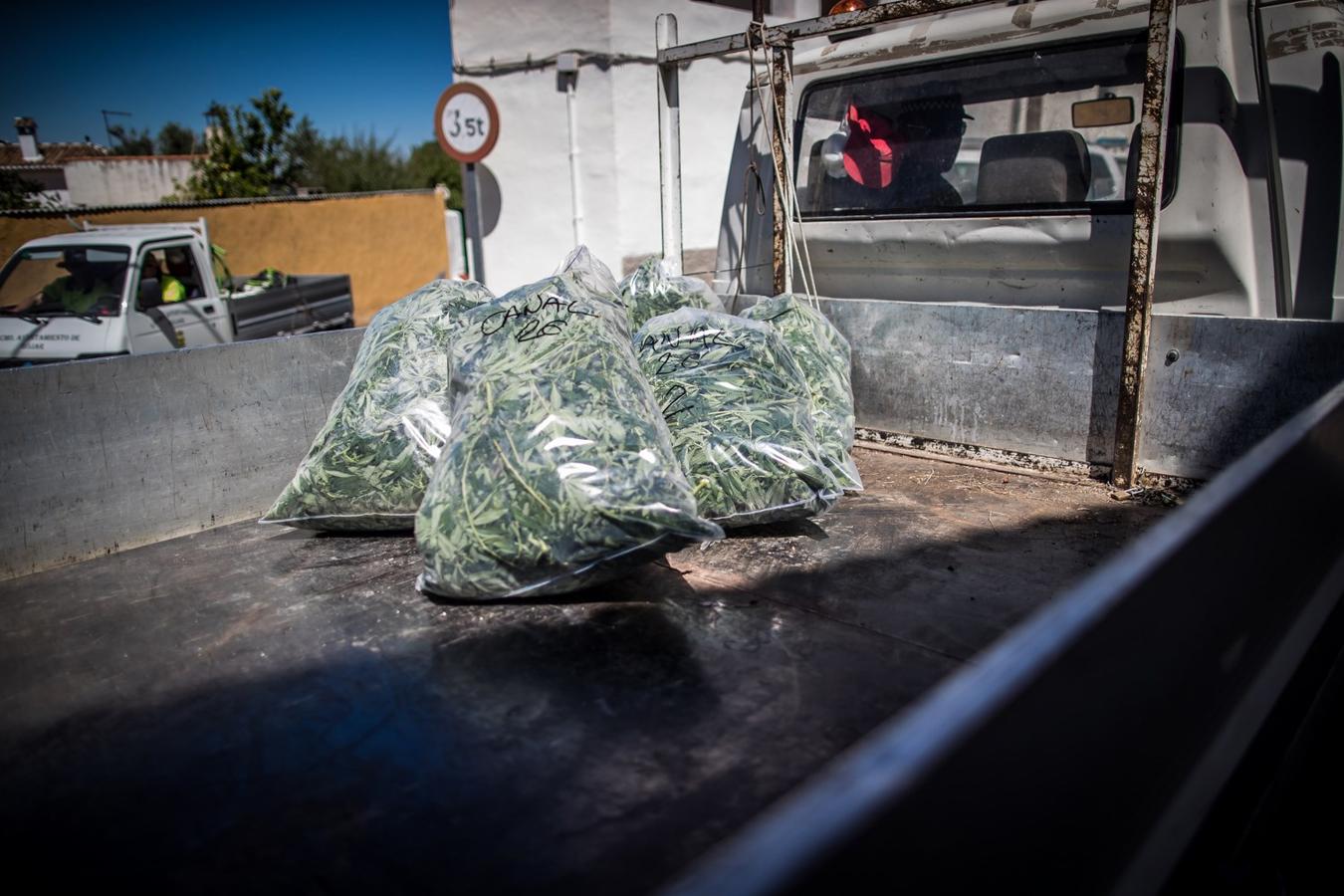 Operación de la Guardia civil contra los cultivos de marihuana