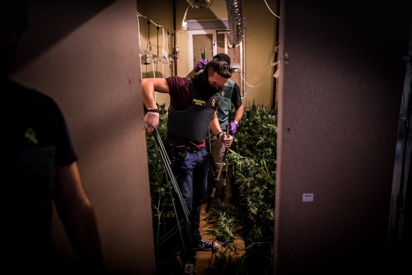 Operación de la Guardia civil contra los cultivos de marihuana