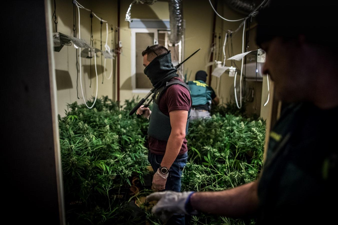 Operación de la Guardia civil contra los cultivos de marihuana