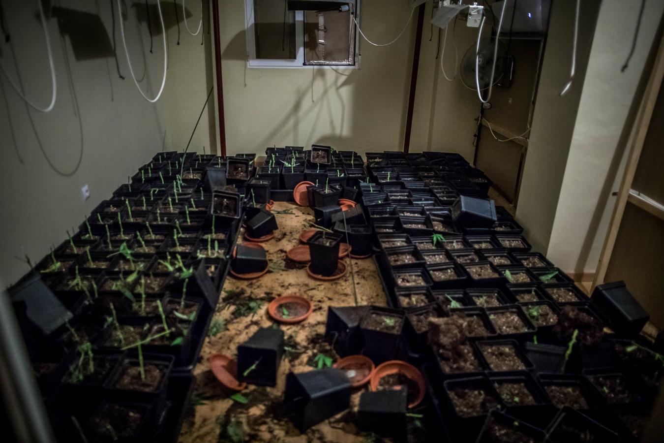 Operación de la Guardia civil contra los cultivos de marihuana