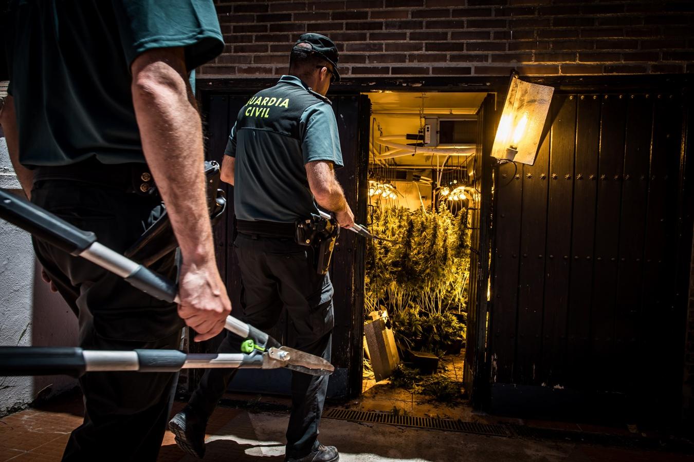 Operación de la Guardia civil contra los cultivos de marihuana