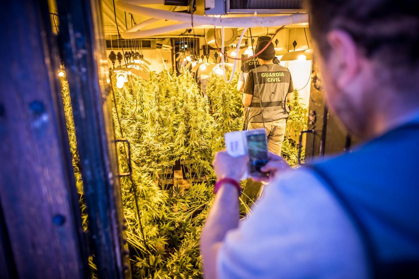 Operación de la Guardia civil contra los cultivos de marihuana