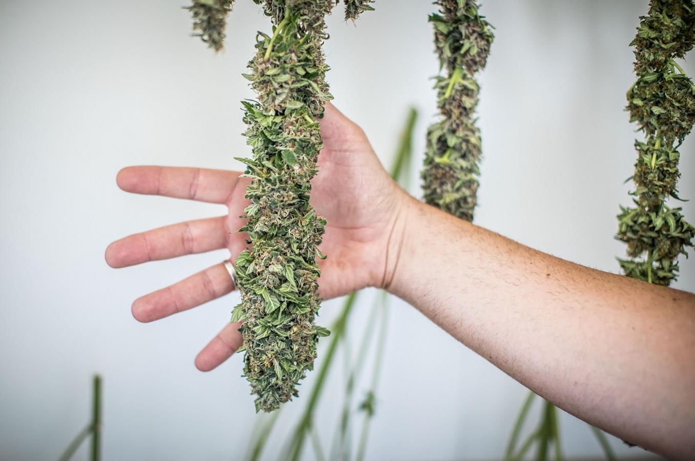 Operación de la Guardia civil contra los cultivos de marihuana