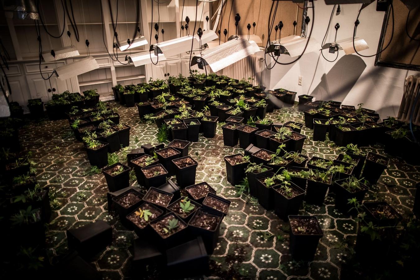 Operación de la Guardia civil contra los cultivos de marihuana