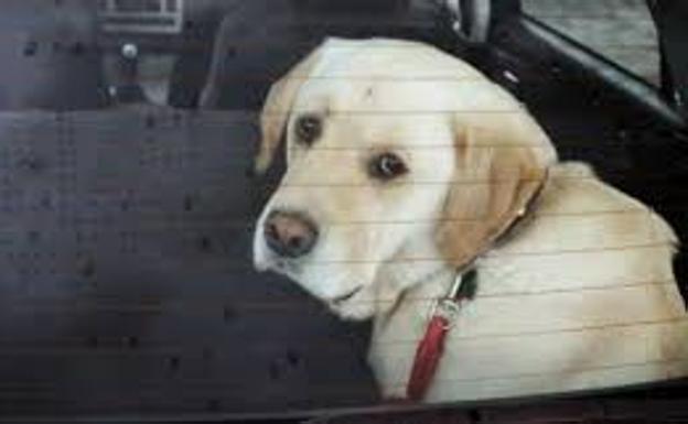 Perros: Cómo actuar para salvar del calor a can encerrado en un coche