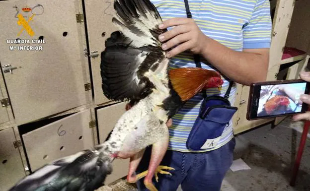 Maltrato animal en Granada: Se hace pasar por veterinario para cortar la cresta y la barbilla a gallos de pelea por 30 euros