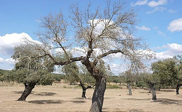 Imagen principal - En busca de una cura para la dehesa que salve al jamón ibérico