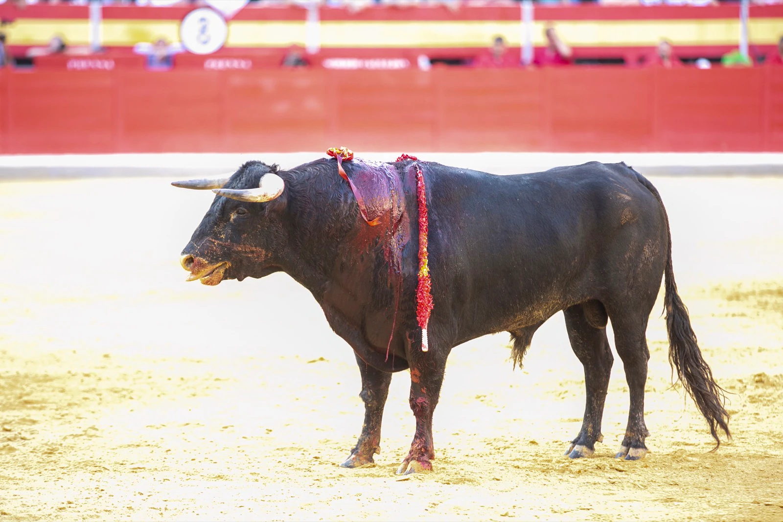 Borja Collado y Miguel Aguilar ponen broche triunfal a la feria del Corpus. El bastetano Aquilino Girón, que cortó una oreja y acreditó sobrado valor, acabó en la enfermería con una lesión en la rodilla