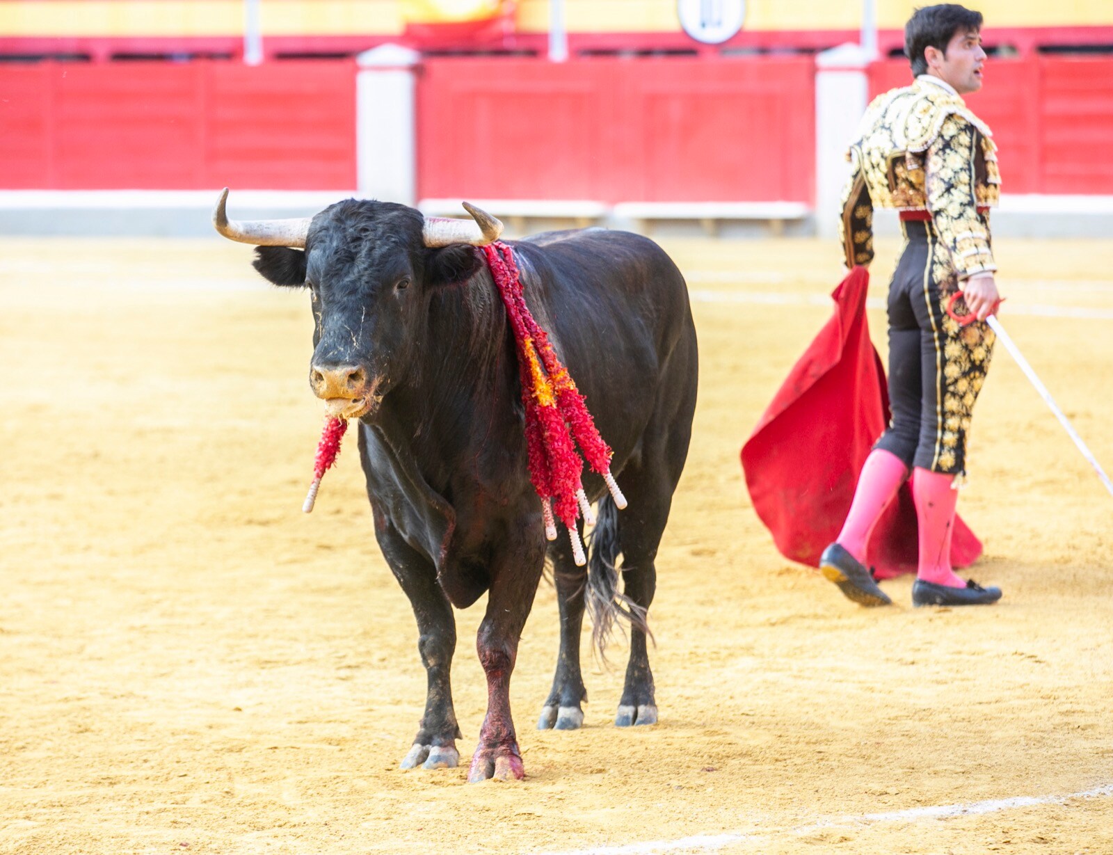 Borja Collado y Miguel Aguilar ponen broche triunfal a la feria del Corpus. El bastetano Aquilino Girón, que cortó una oreja y acreditó sobrado valor, acabó en la enfermería con una lesión en la rodilla