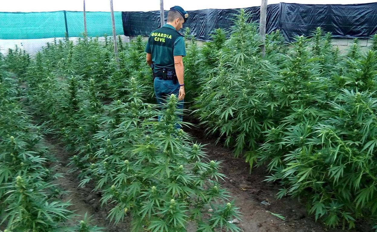 Imagen de archivo de una plantación de marihuana.