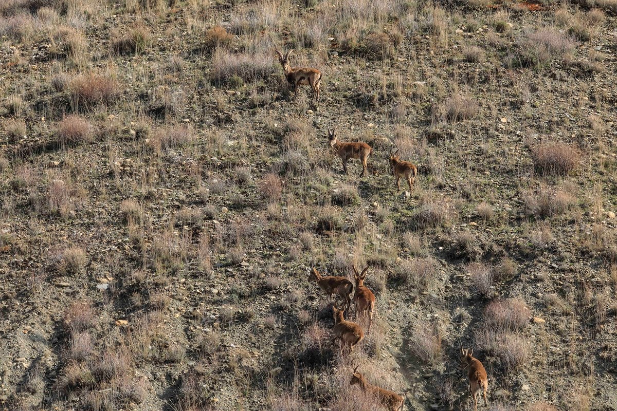Así son las antiguas minas de Alquife