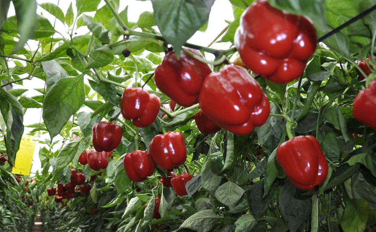 Economía de Granada | Las exportaciones crecen un 17%