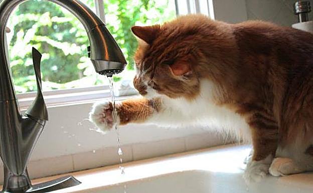 Así es como tienes que cuidar a tu mascota en verano