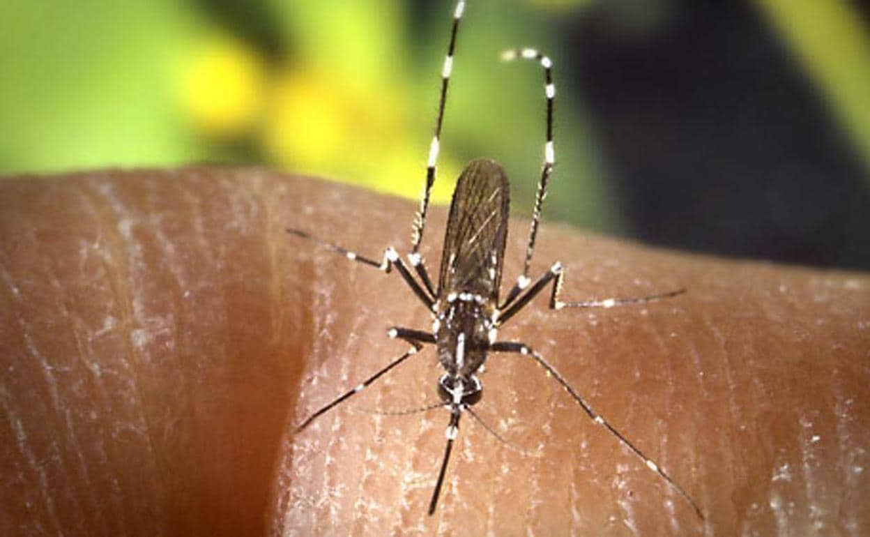 Mosquito tiigre en Granada | Blindaje ante su picadura: ¿cómo puedes identificarlo?