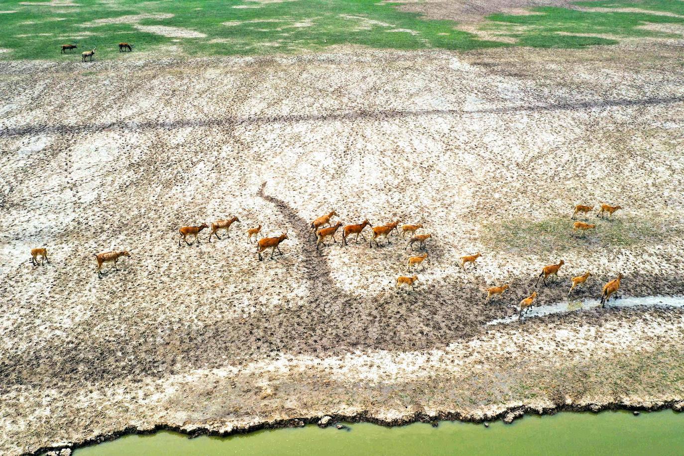 7. Santuario Elk (China). La reserva natural Dafeng, ubicada en Yancheng, en la provincia de Jiangsu, al este de China, ha sido incluida en la clasificación del Patrimonio Mundial de la Unesco. Destaca por ser uno de los mayores observatorios de aves migratorias pero, sobre todo, por albergar una importante población de alces.