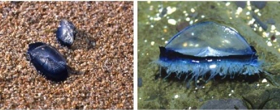 Medusa vela púrpura(Velella velella)