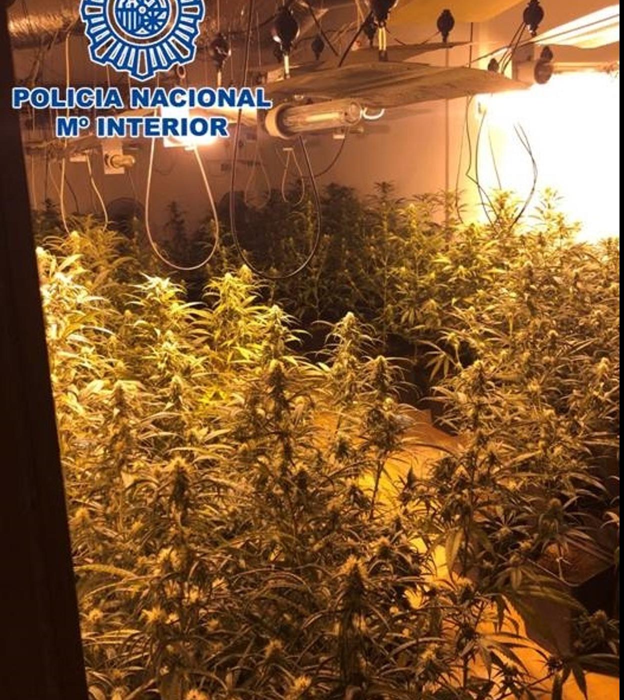 Droga en Granada: Desmantelan tres plantaciones de marihuana en Padul, Las Gabias y Alhendín