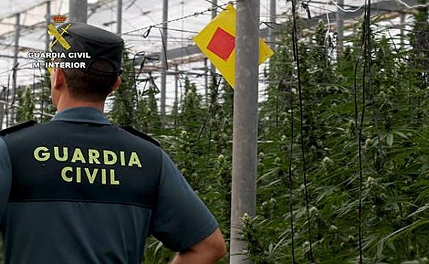 Así era el invernadero de la operación Acantha con más de 53.000 plantas incautadas.