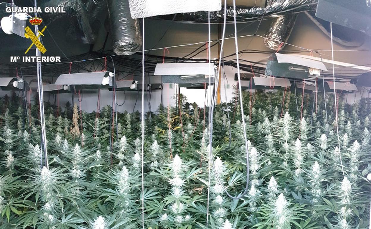 Marihuana en Granada: Intervenidas 2.431 plantas en solo dos días