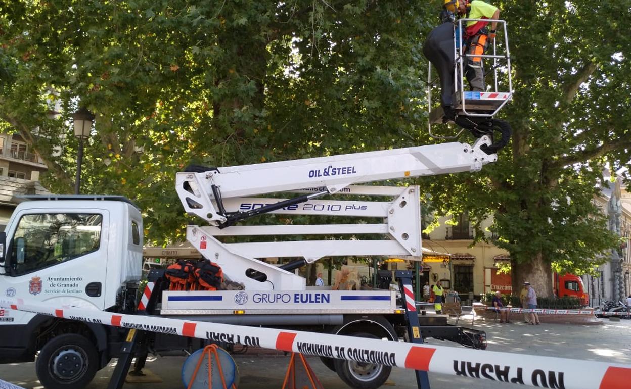 Así está la Fuente de las Batallas horas después de la caída de una rama. 