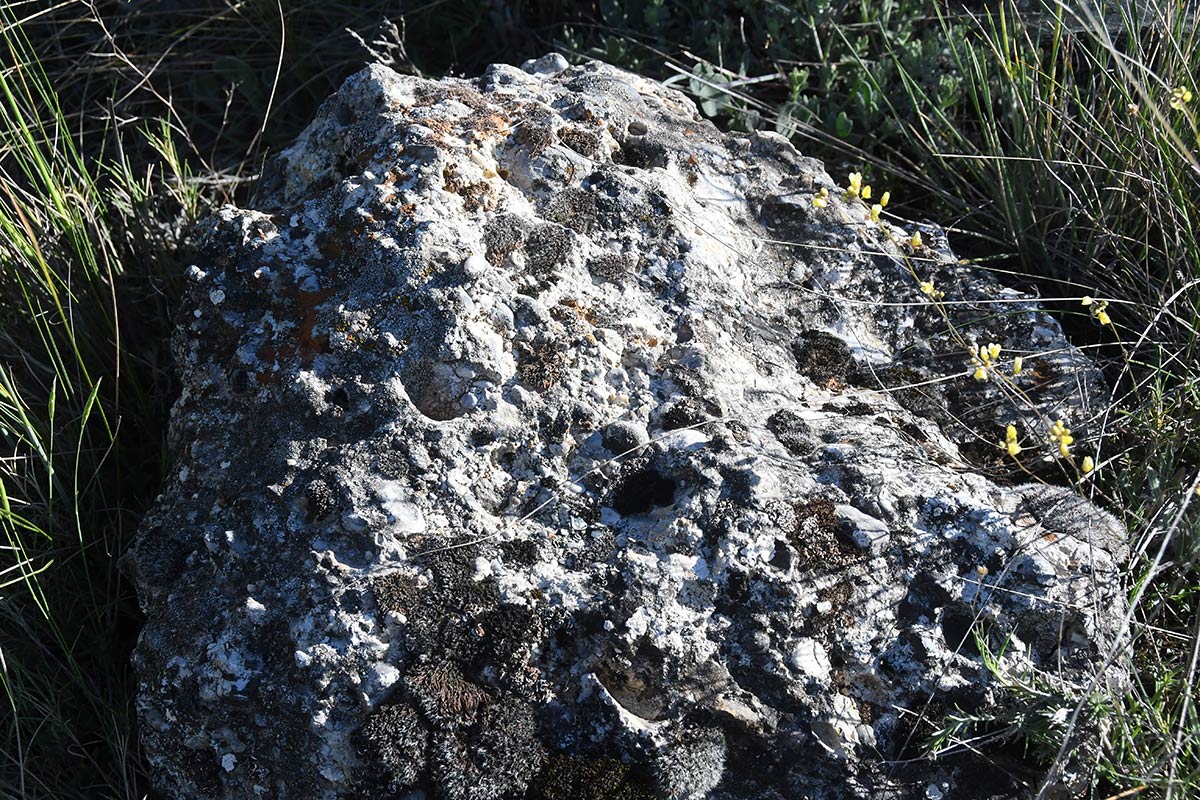 Sierra Nevada emergió de las aguas y convirtió sus laderas en la frontera sur del nuevo continente europeo. Especies marinas vivieron en charcas de marea que se extendían desde el valle de Lecrín hasta las puertas de Granada 