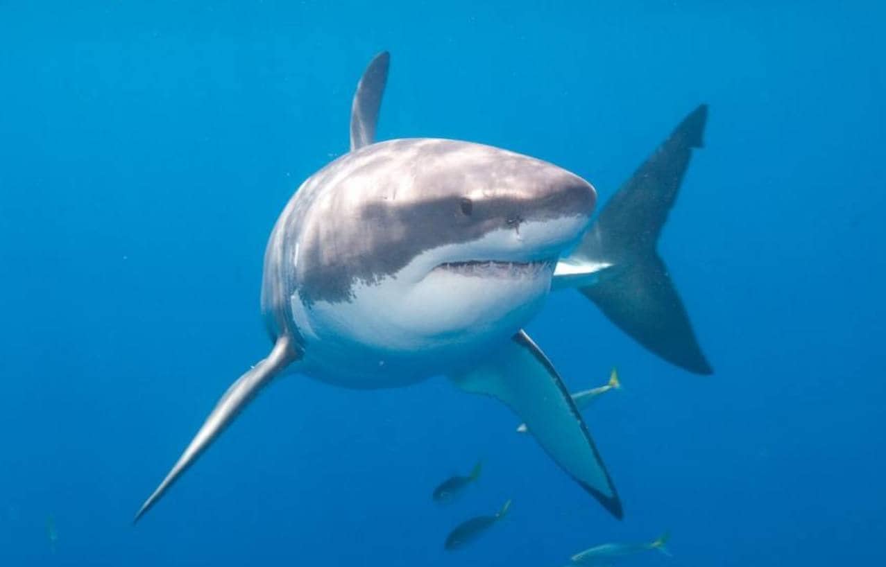 3. Tiburón Blanco. Es poco común, pero hay algunos ejemplares en el Mediterráneo. Se trata de uno de los tiburones que podrías llegar a encontrarte en este mar, según María Pozo Montoro, coordinadora del Global FinPrint Project de la Universidad de Granada.