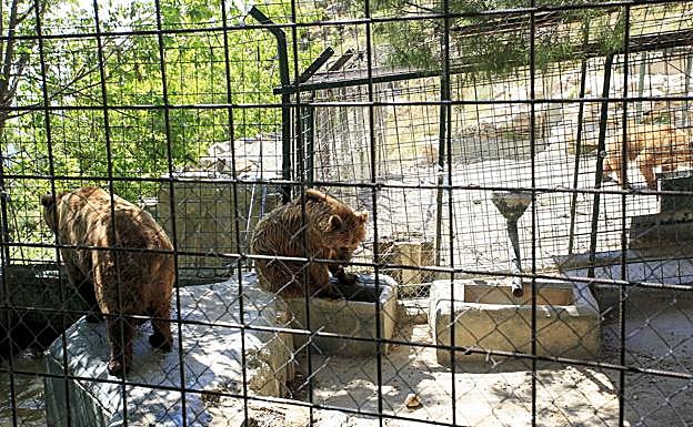 Los osos de Peña Escrita serán trasladados a Hungría en septiembre