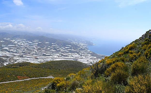 El pico del Águila, la máxima cota de la franja costera granadina. 