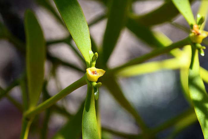 Flor de muérdago en los pinares del sendero de Narváez