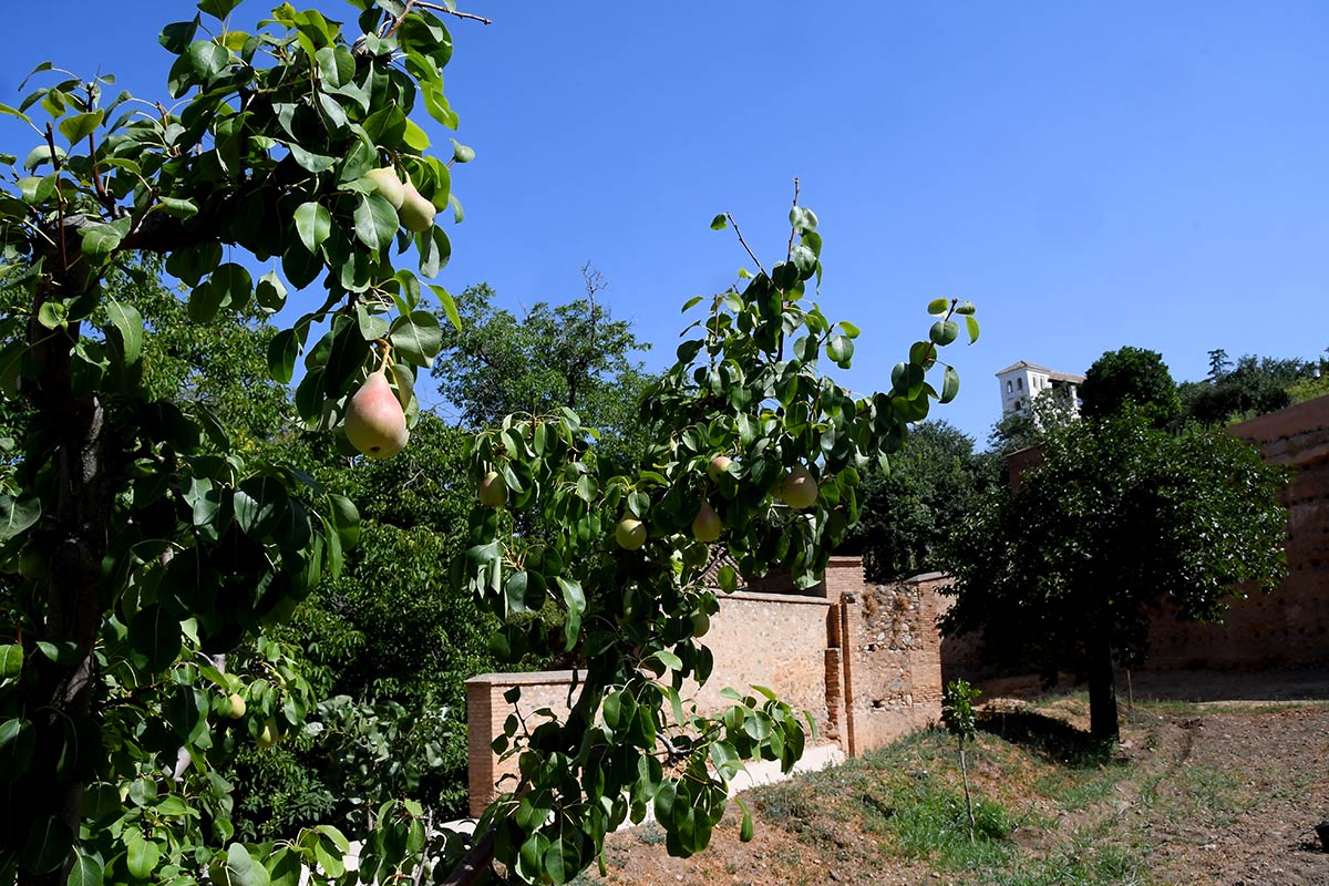 Entre el Generalife y la Alhambra aún perdura el vergel de los sultanes y sus almunias. Conocer los huertos es adentrarse en el único espacio monumental andalusí cultivado sin pausa desde hace más de 800 años