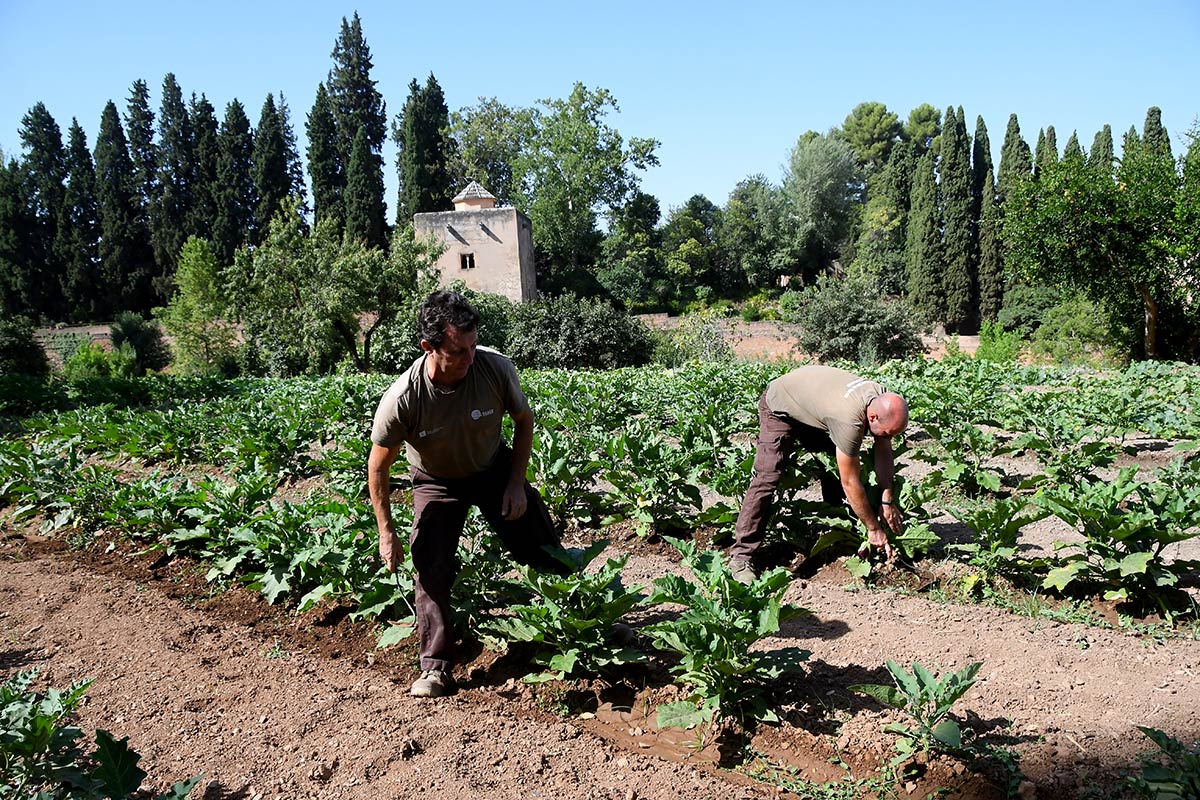 Entre el Generalife y la Alhambra aún perdura el vergel de los sultanes y sus almunias. Conocer los huertos es adentrarse en el único espacio monumental andalusí cultivado sin pausa desde hace más de 800 años