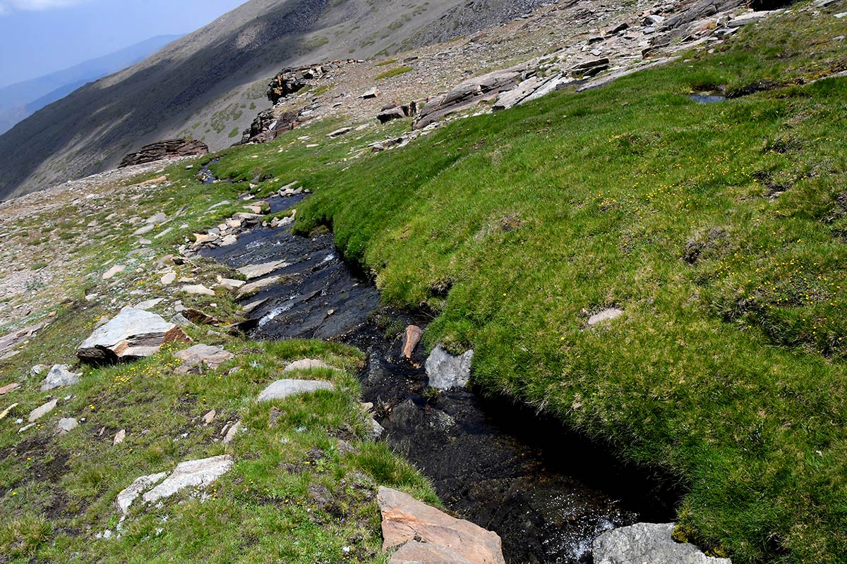 Desde los borreguiles donde nace el río San Juan hacia los tajos de la Mora, el agua camina entre pastizales y pedregales