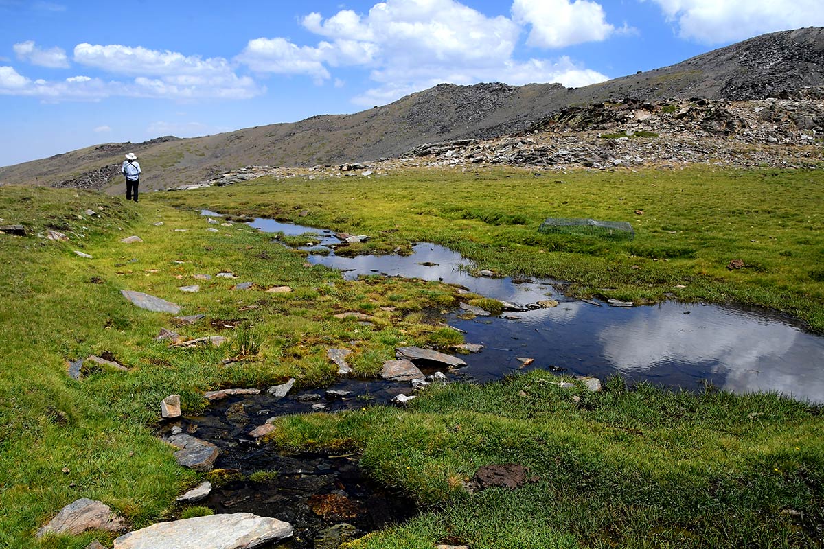 Desde los borreguiles donde nace el río San Juan hacia los tajos de la Mora, el agua camina entre pastizales y pedregales