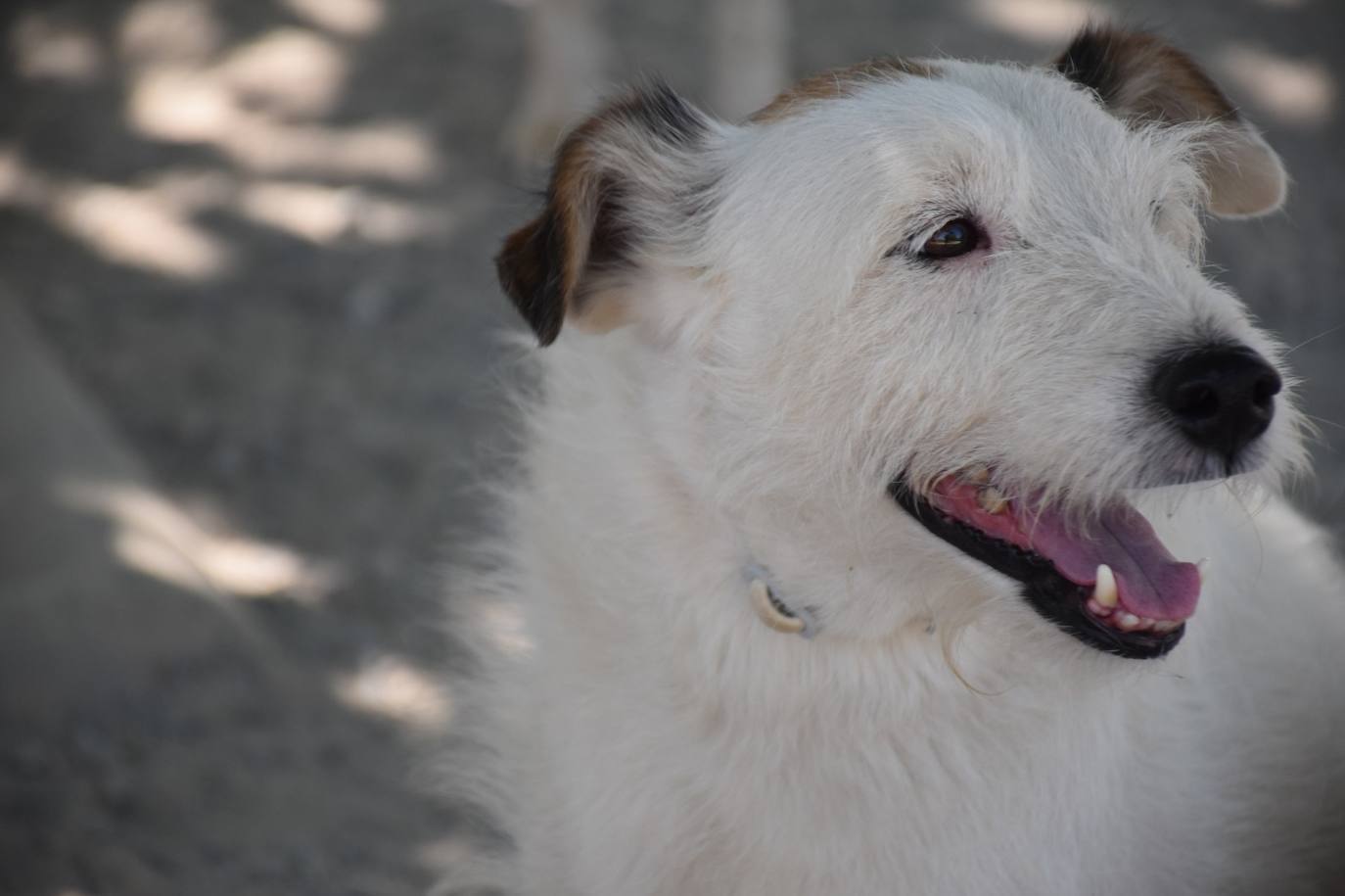 Tres de los perros que pasea Sergio. 
