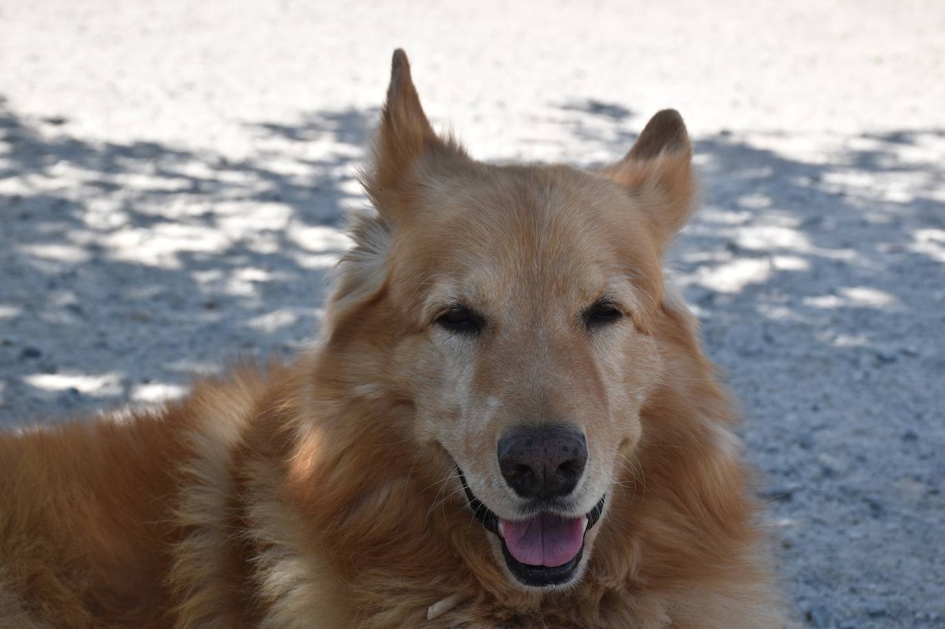 Tres de los perros que pasea Sergio. 