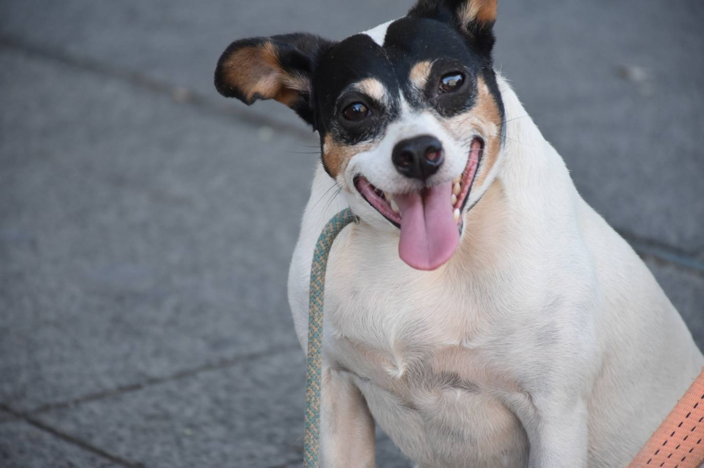 Tres de los perros que pasea Sergio. 