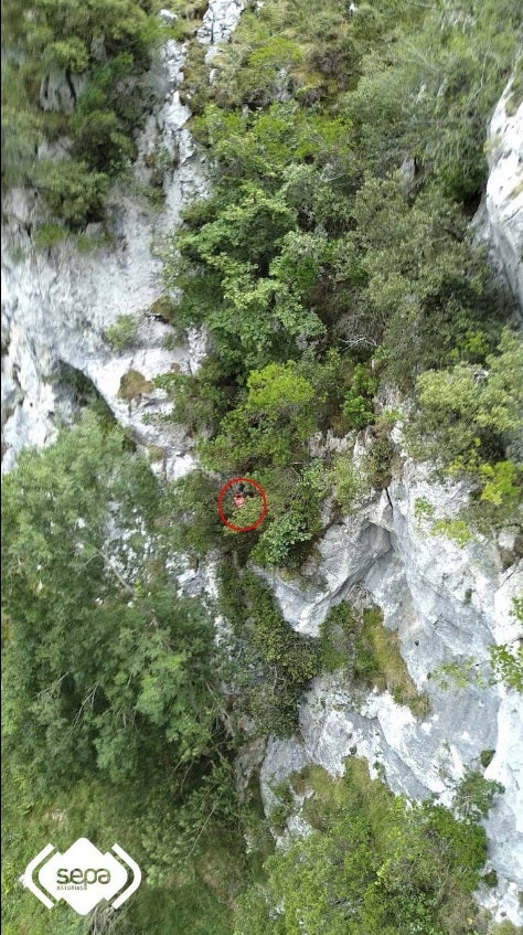 El Grupo de Rescate de Bomberos del SEPA ha rescatado ileso a un montañero de 23 años que se precipitó unos treinta metros cuando realizaba la ruta del Cares en la zona de la canal de Sabugo, en Cabrales. El hombre quedó colgado de un árbol y tardaron tres horas en localizarlo.