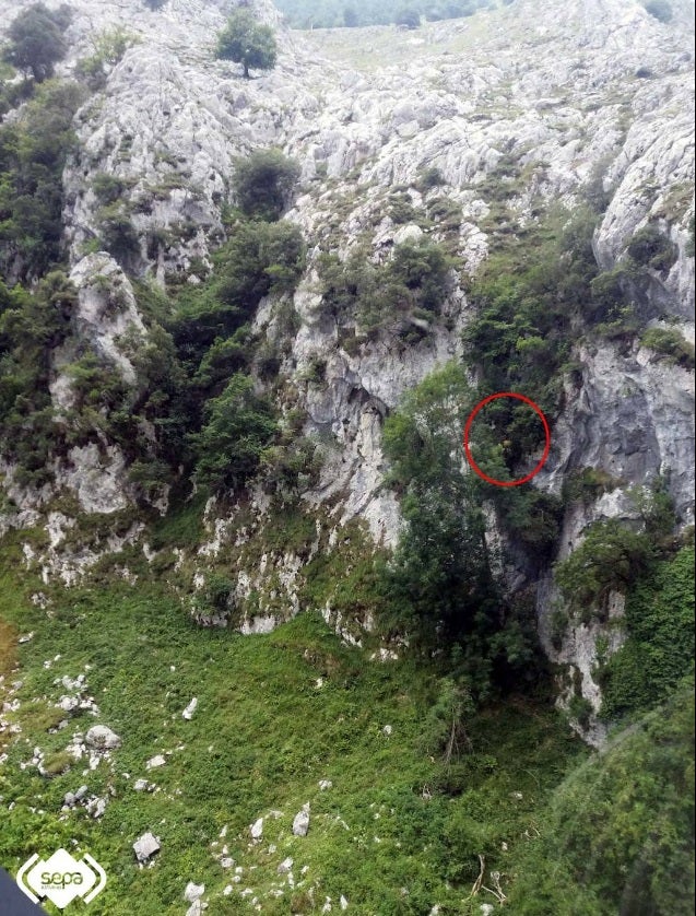 El Grupo de Rescate de Bomberos del SEPA ha rescatado ileso a un montañero de 23 años que se precipitó unos treinta metros cuando realizaba la ruta del Cares en la zona de la canal de Sabugo, en Cabrales. El hombre quedó colgado de un árbol y tardaron tres horas en localizarlo.