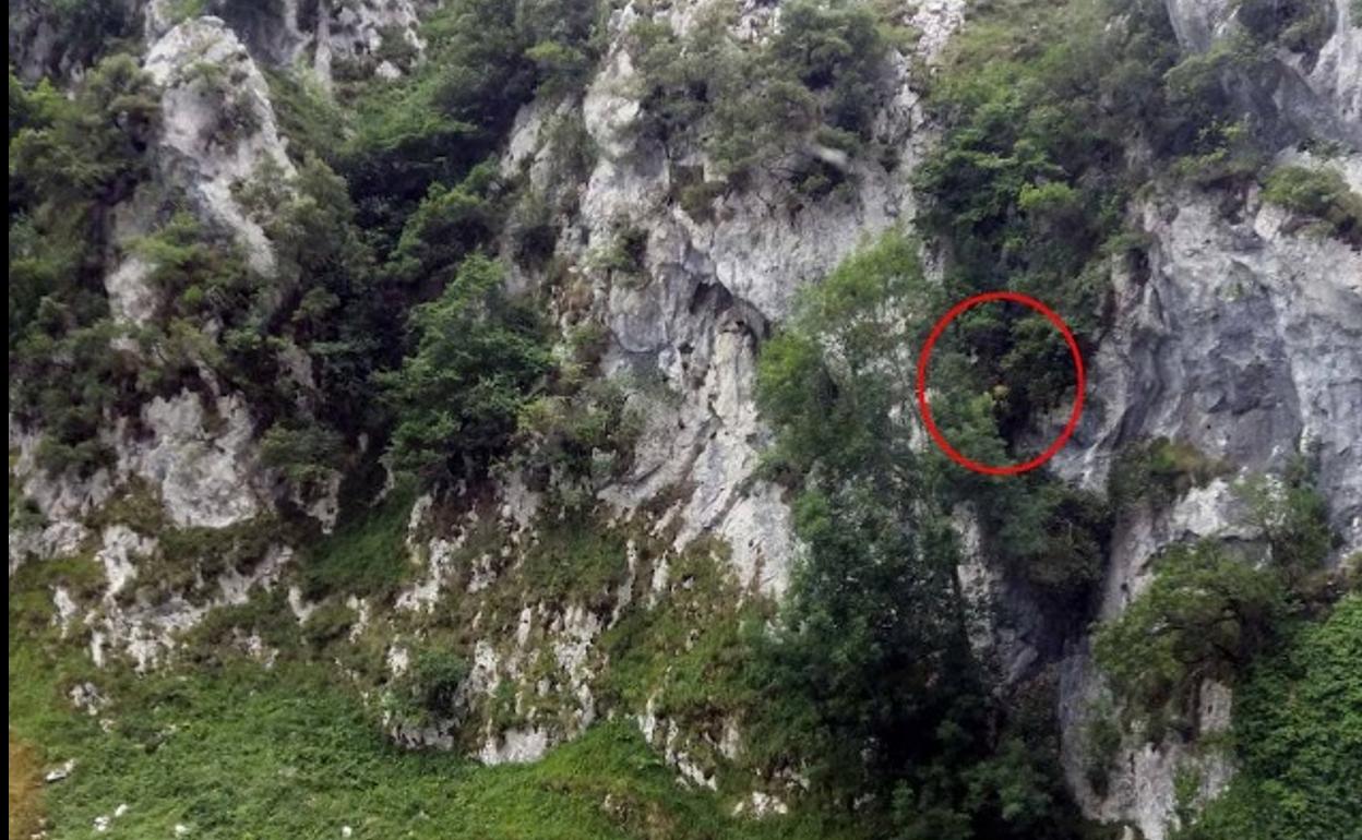 Rescatado ileso tras despeñarse 30 metros en la ruta del Cares.